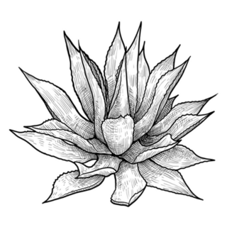 Mexico Tequila Agave Illustration Sticker