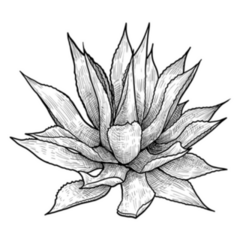 Mexico Tequila Agave Illustration Sticker