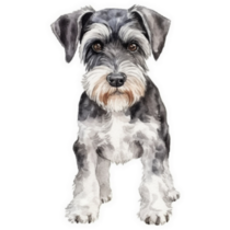 Mini Schnauzer Stands Sticker