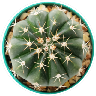 Miniature Cactus Plant In Pot Sticker