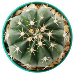 Miniature Cactus Plant In Pot Sticker