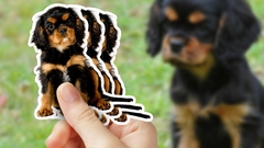 Miniature Long Haired Dachshund Puppy Sticker