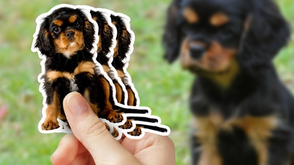 Miniature Long Haired Dachshund Puppy Sticker