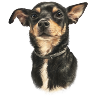 Miniature Pinscher Sticker