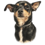 Miniature Pinscher Sticker