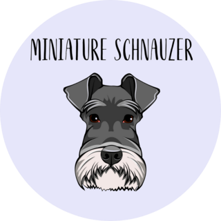 Miniature Schnauzer Circle Sticker