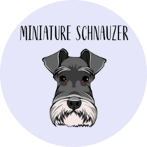 Miniature Schnauzer Circle Sticker