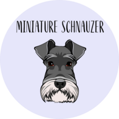 Miniature Schnauzer Circle Sticker