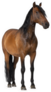 Mixed Breed Of Spanish And Arabian Horse Standing Sticker