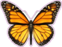 Monarch Butterfly With Open Wings Sticker