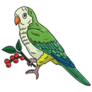 Monk Parakeet Sticker