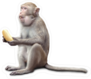 Monkey Sitting With Banana In His Mouth Sticker