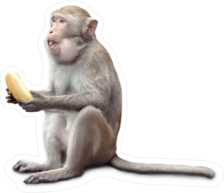Monkey Sitting With Banana In His Mouth Sticker