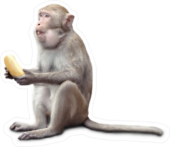 Monkey Sitting With Banana In His Mouth Sticker
