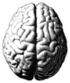 Monochrome Engraving Brain Illustration In Top View Sticker