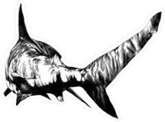 Monochrome Shark Sketch Sticker