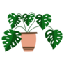 Monstera Indoor Plant Sticker