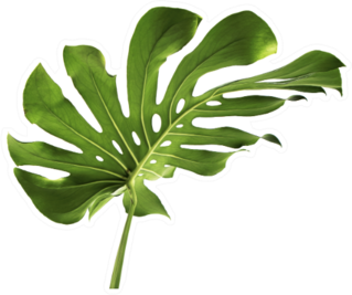 Monstera Large Green Jungle Leaf Sticker