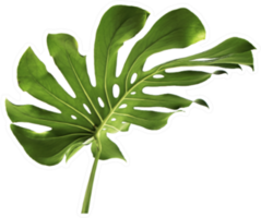 Monstera Large Green Jungle Leaf Sticker
