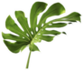 Monstera Large Green Jungle Leaf Sticker