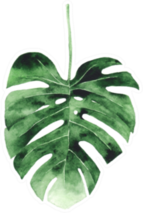 Monstera Leaf Watercolor Sticker