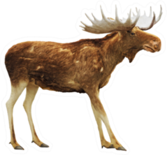 Moose Isolated On White Sticker