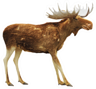Moose Isolated On White Sticker