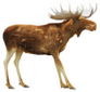 Moose Isolated On White Sticker