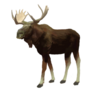 Moose Smiling Alone Sticker