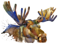 Moose Watercolor Illustration Sticker
