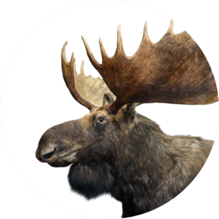 Moose With Huge Antlers Isolated On White Sticker