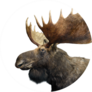 Moose With Huge Antlers Isolated On White Sticker
