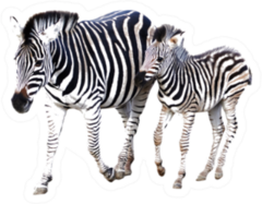 Mother And Child Foal Zebra Sticker