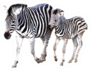 Mother And Child Foal Zebra Sticker