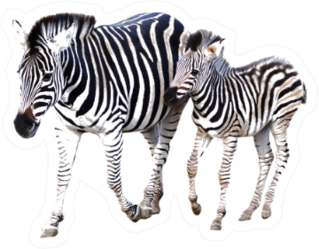 Mother And Child Foal Zebra Sticker