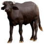 Murrah Buffalo Sticker