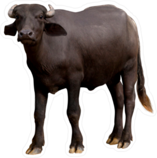 Murrah Buffalo Sticker