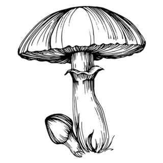 Mushroom Illustration Sketch Tattoo Art Sticker