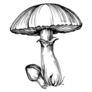 Mushroom Illustration Sketch Tattoo Art Sticker