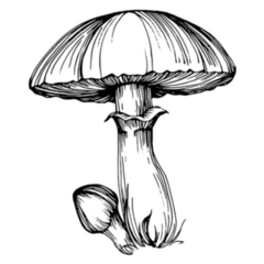 Mushroom Illustration Sketch Tattoo Art Sticker