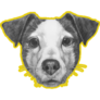 Mustard Jack Terrier Sticker