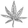 Narcotic Cannabis Leaf Engraving Illustration Sticker