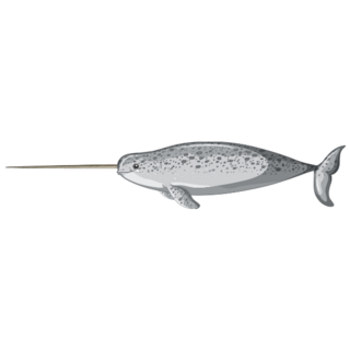 Narwhal Illustration Sticker
