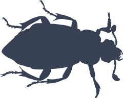 Nasty Beetle Sticker