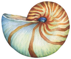 Nautilus Sea Shell Marine Hand Drawn Watercolor Sticker
