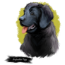 Newfie Purebred Sticker