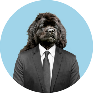 Newfoundland In Suit Sticker