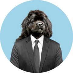 Newfoundland In Suit Sticker