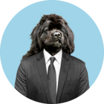 Newfoundland In Suit Sticker