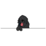 Newfoundland Line Sticker